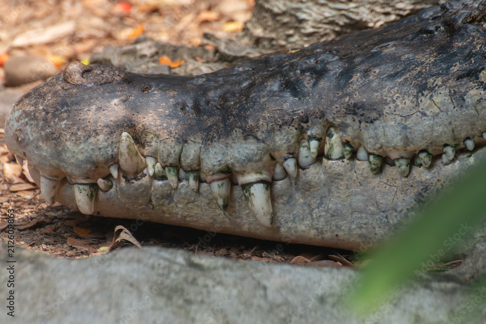 Fototapeta premium close up of a head crocodile
