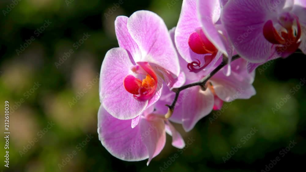Purple Orchid branch on green natural background Purple Orchid branch on green natural background