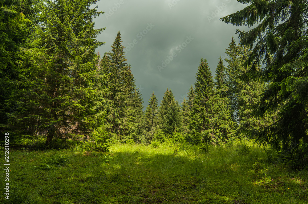 Carpathian forest with cloud sky, Carpathian mountains, Ukraine Carpathian forest with cloud sky, Carpathian mountains, Ukraine