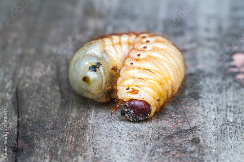 Rhinoceros beetle (Xylotrupes gideon , Xylotrupes gideon ), larva on wooden