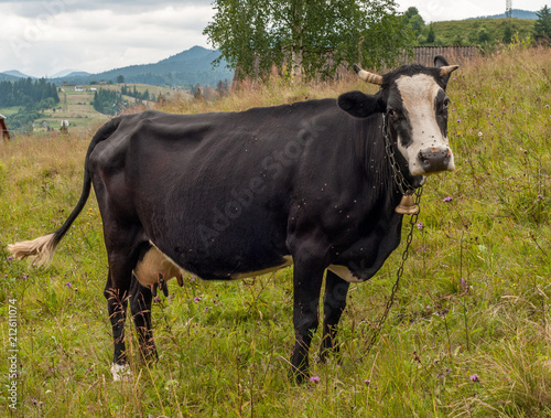 Black cow on the hill, Carpathian mountains, Ukraine