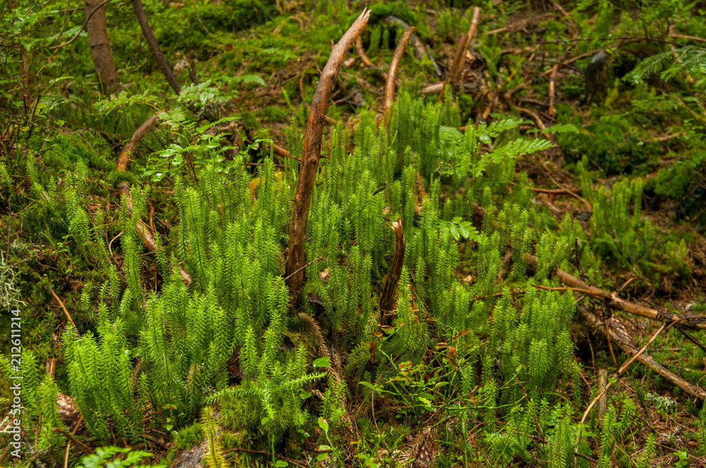 Green moss in the Carpathian mountains, Ukraine Green moss in the Carpathian mountains, Ukraine