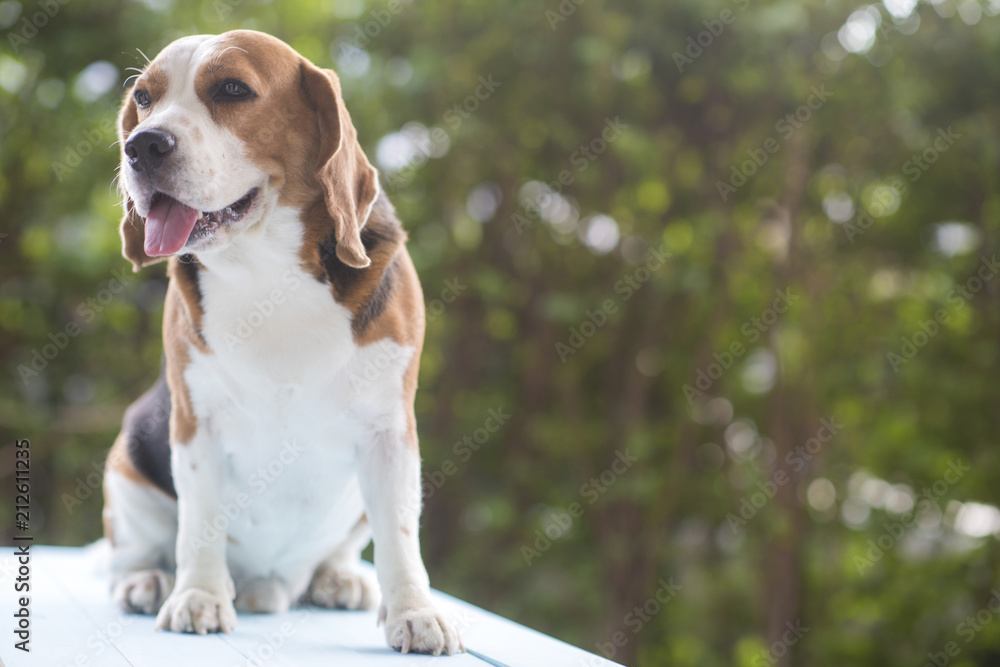 Beagle dogs are standing. With a cute look