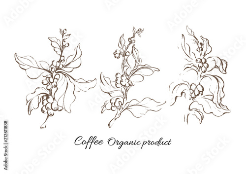Realistic coffee set with leaf and natural bean