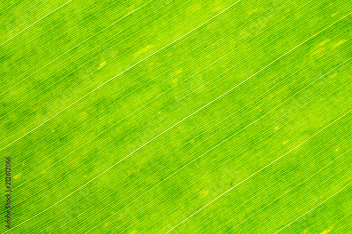 Close-up photograph of fresh banana leaves