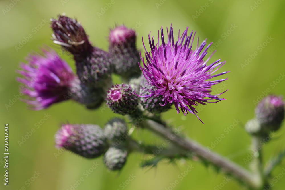 Detailaufnahme der Naturheilpflanze Kratzdistel StockFoto Adobe Stock