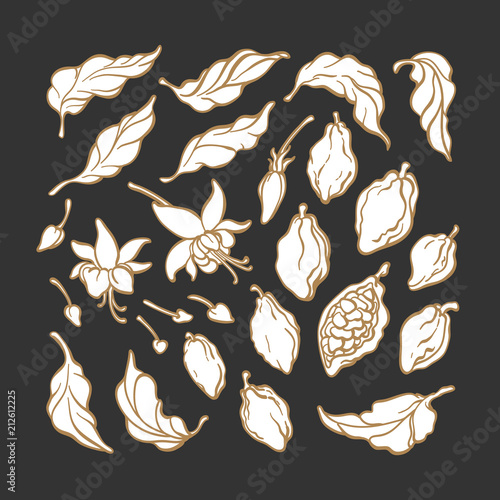 Vector floral set of cocoa tree