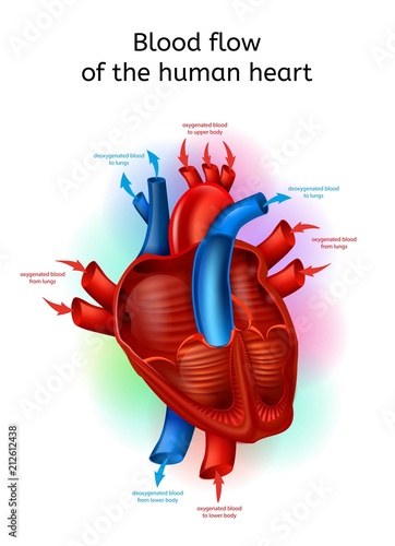 Blood Flow In Human Heart Realistic Vector Scheme