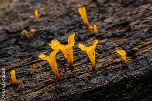 Dacryopinax Spathularia is yellow.