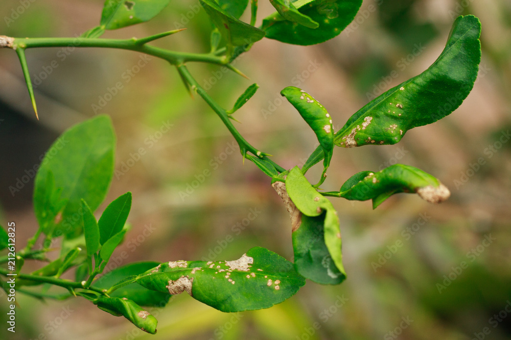 citrus canker disease is brown spots on the leaves limes Stock 写真