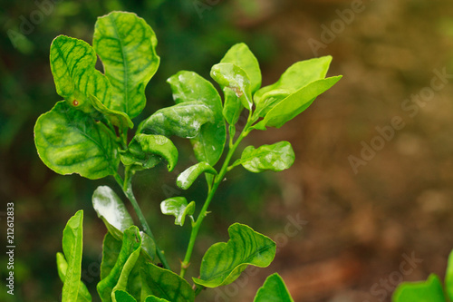 damage marked of Citrus Mealybug insect pest on lime leaf
 photo