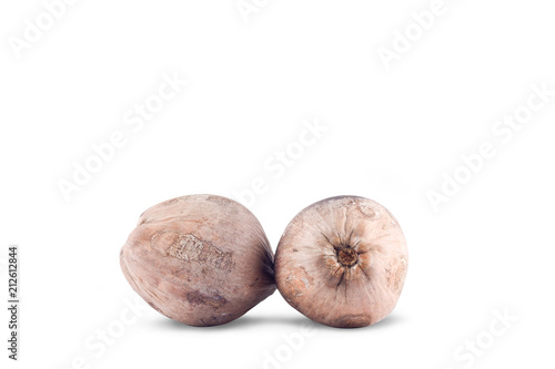 brown ripe coconut seeding on white background planting agriculture isolated
