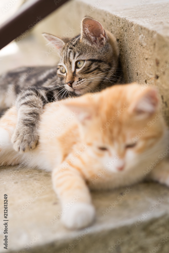 Two kittens on stairs at home