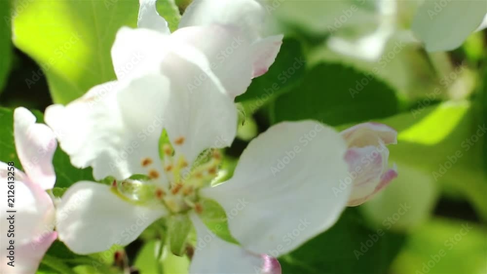 Blossoming apple tree. Macro shot white flower on the wind. Close up video spring time nature Blossoming apple tree. Macro shot white flower on the wind. Close up video spring time nature