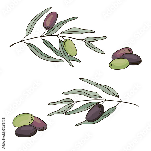 vector contour green color olive plant leaf had drawn elements set