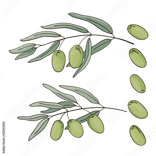 vector contour green color olive plant leaf had drawn elements set
