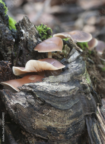 Gymnopus ocior mushroom photo