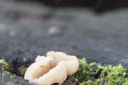 Peziza varia ascomycete fungus