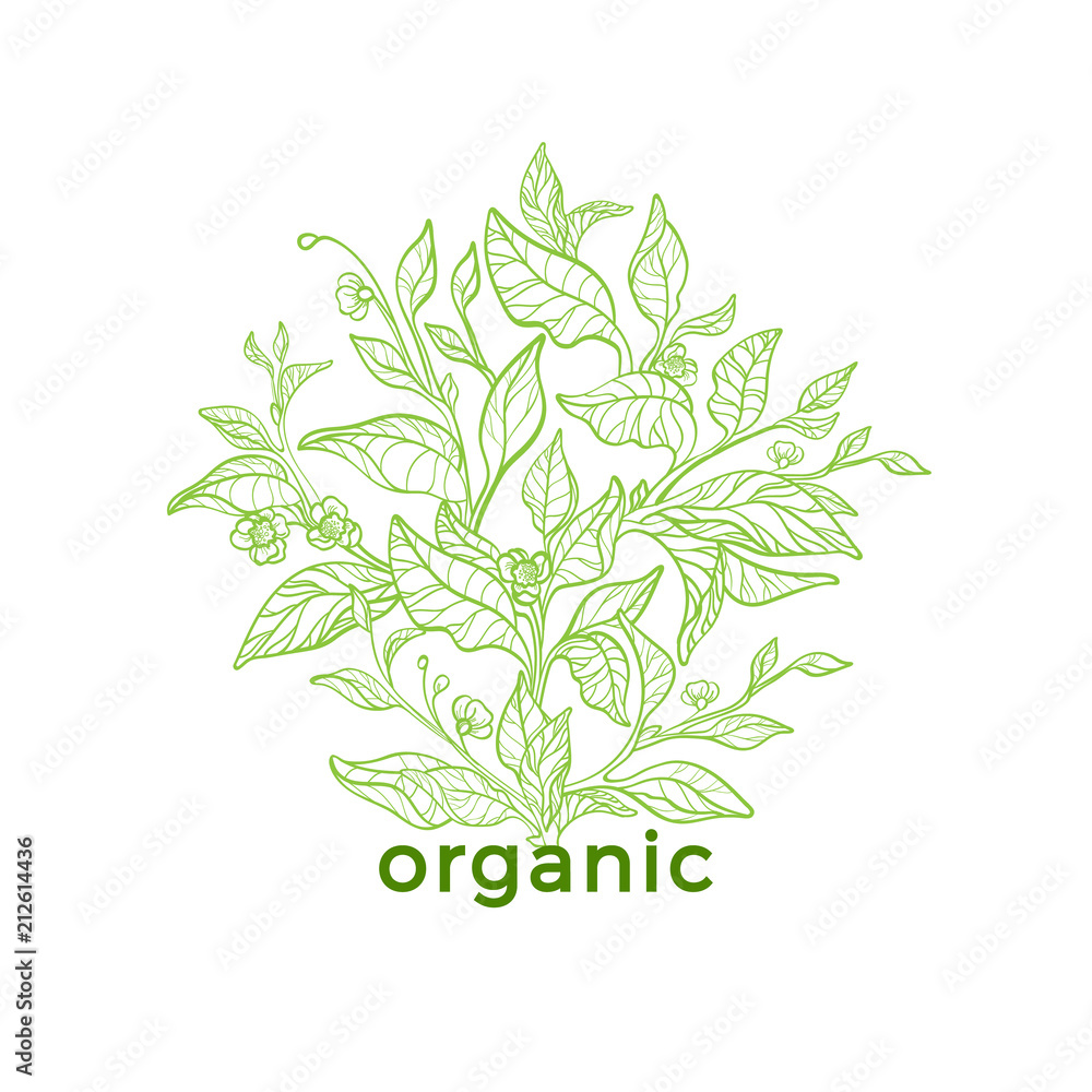 Vector nature emblem. Art line design. Organic logo Stock Vector