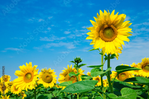 Sunflower field with cloudy blue sky