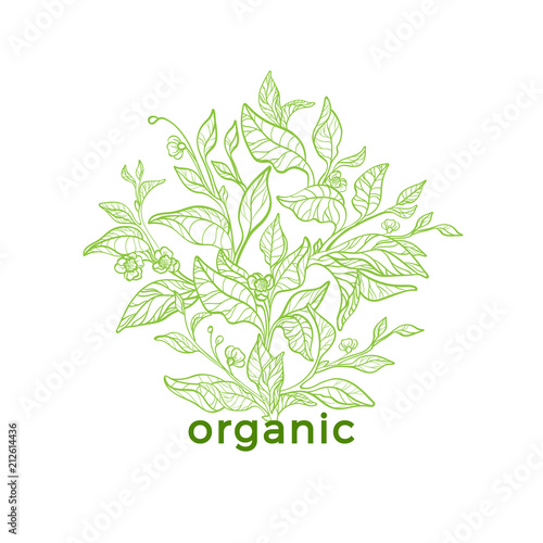 Vector nature emblem. Art line design. Organic logo