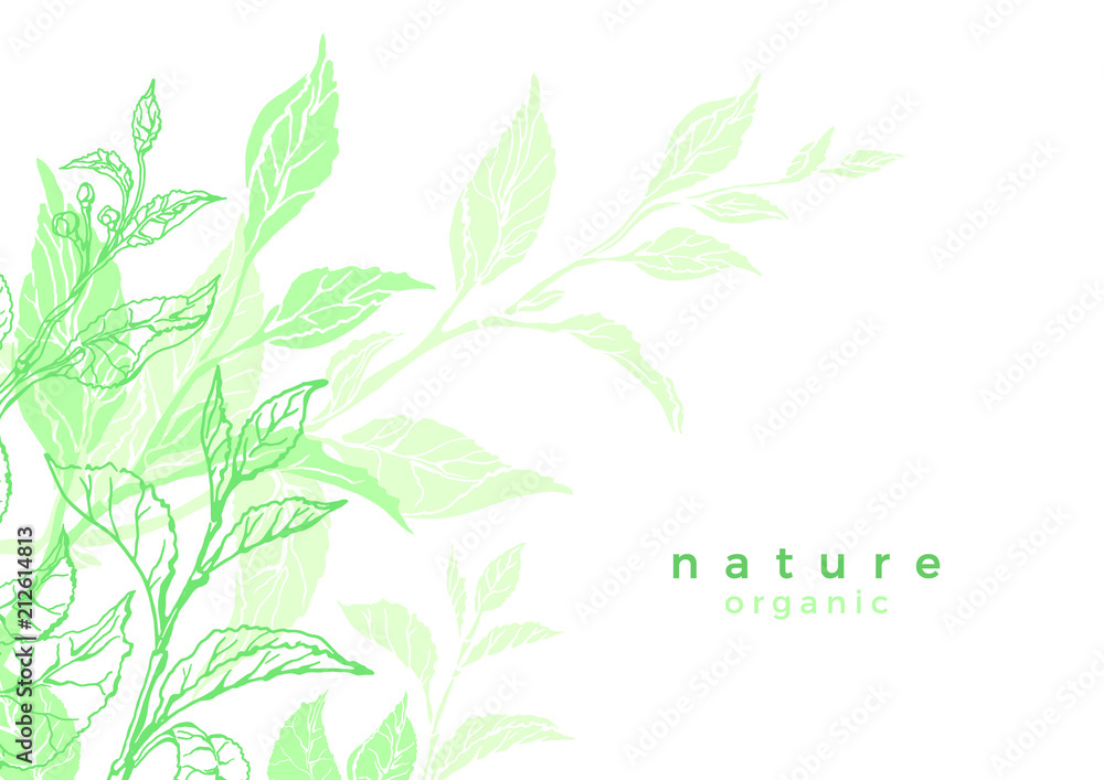 Vector nature banner of tea bush, leaves