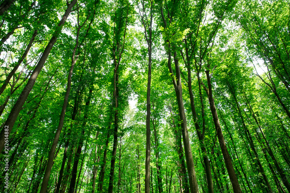 forest trees. nature green wood sunlight backgrounds forest trees. nature green wood sunlight backgrounds