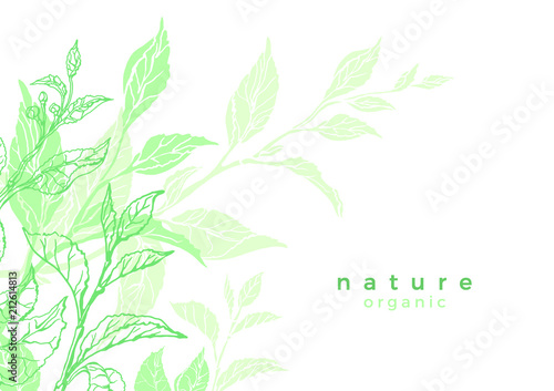 Vector nature banner of tea bush, leaves