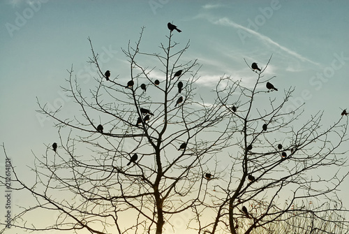 Birds in the morning light perched on the upper limbs of a tree.