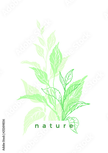 Vector nature template of tea tree, leaf