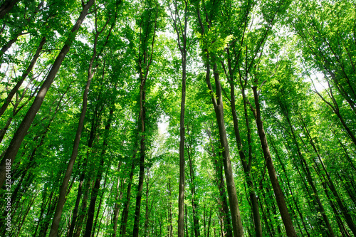 forest trees. nature green wood sunlight backgrounds
