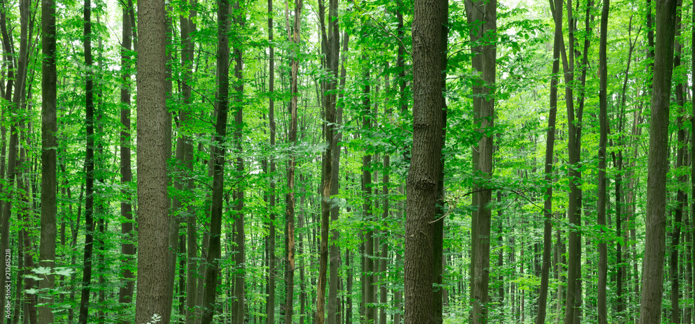 forest trees. nature green wood sunlight backgrounds forest trees. nature green wood sunlight backgrounds