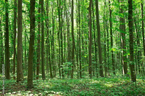 Forest trees. nature green wood sunlight backgrounds © Pakhnyushchyy