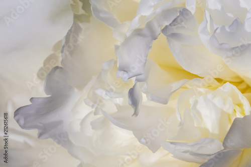 A background of white peon petals. A garden of white peonies. 