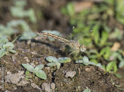 Closeup detail of wandering glider dragonfly on blade of grass © Paul Vinten