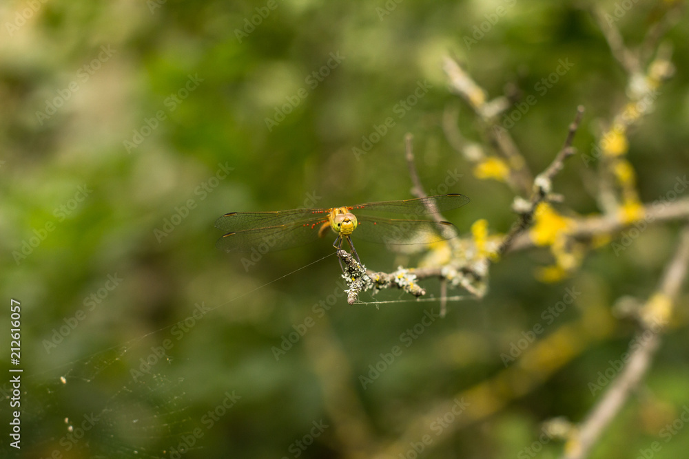 dragonfly sitting on the branch green bokeh dragonfly sitting on the branch green bokeh