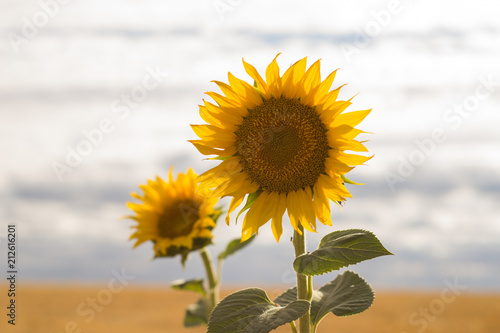 summer landscape with beautiful sunflowers