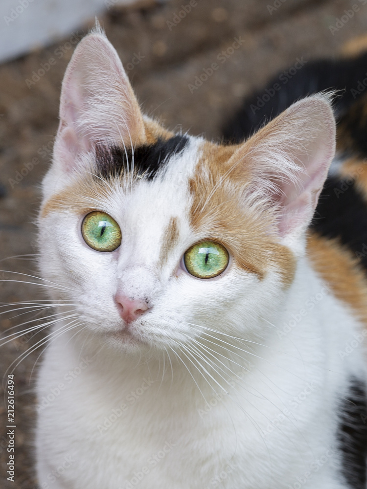 Curious cat eyes