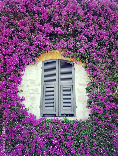 finestra tra i fiori viola