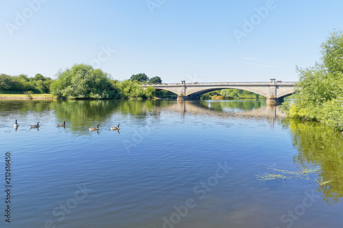 Canada Geese paddling across the calm River Trent at Gunthorpe on a cloudless summer morning.