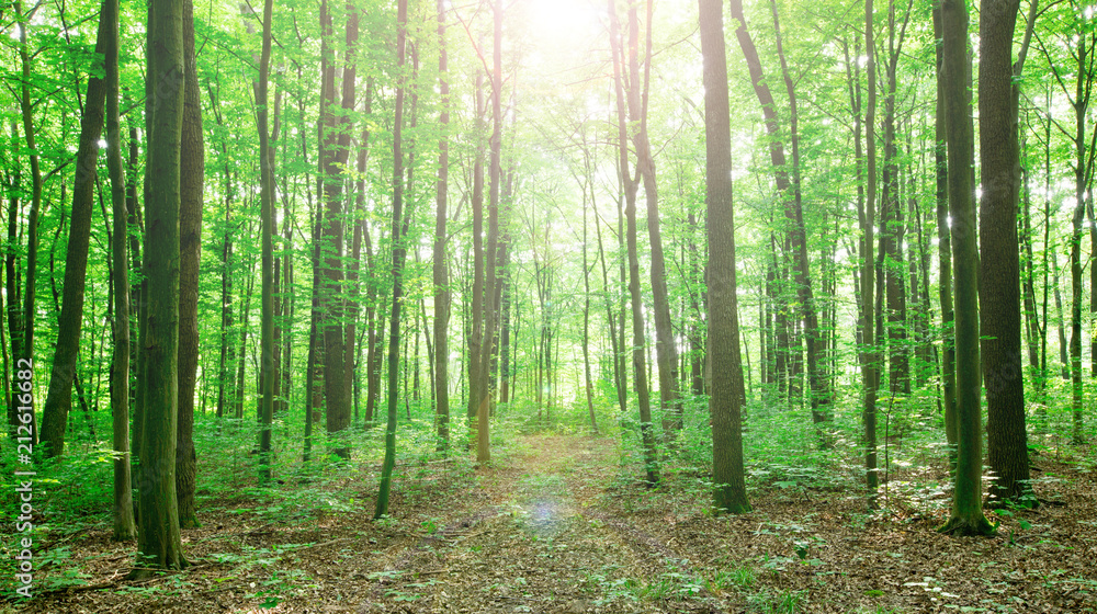 Forest trees. nature green wood sunlight backgrounds