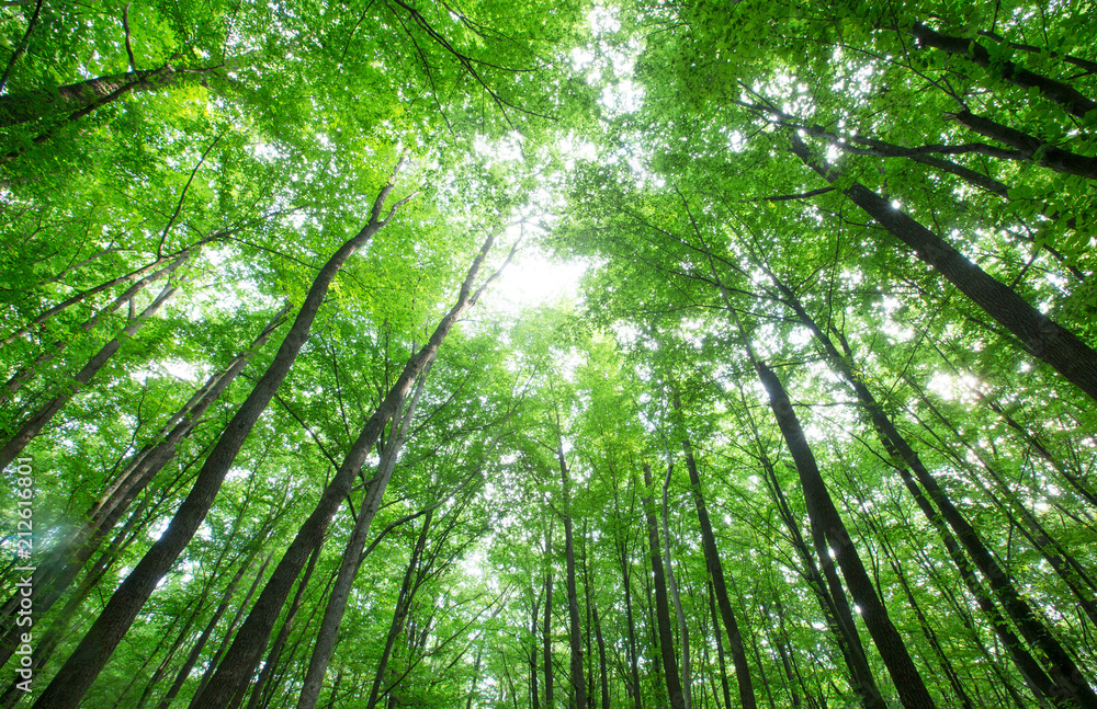 forest trees. nature green wood sunlight backgrounds forest trees. nature green wood sunlight backgrounds