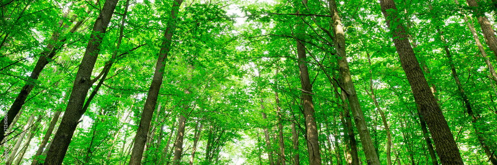 forest trees. nature green wood sunlight backgrounds forest trees. nature green wood sunlight backgrounds