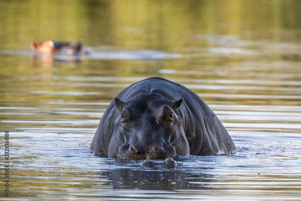 Fototapeta premium Hippopotamus in Kruger National park, South Africa