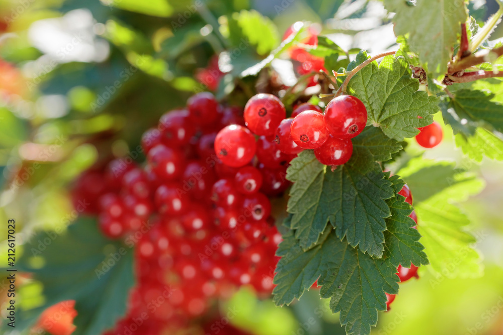Redcurrants on the bush branch in the garden. Redcurrants on the bush branch in the garden.