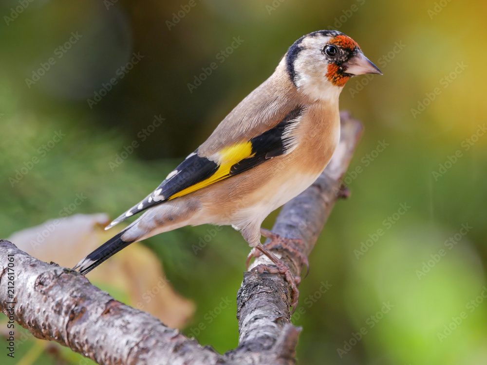 Naklejka premium European gold finch (Carduelis carduelis) in the forest