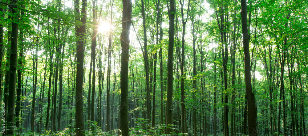 Forest trees. nature green wood sunlight backgrounds Forest trees. nature green wood sunlight backgrounds