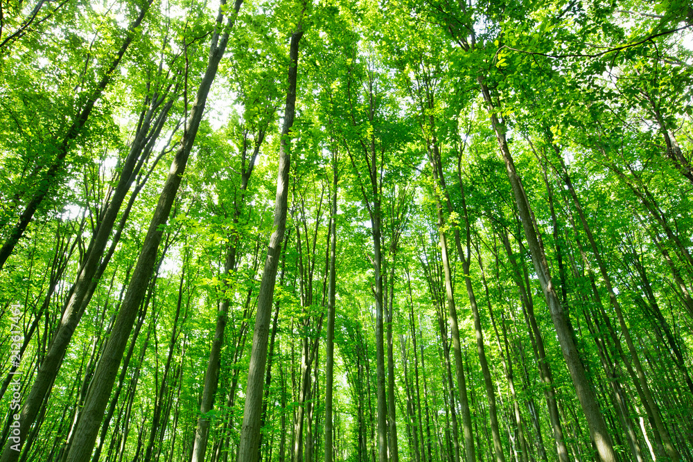 forest trees. nature green wood sunlight backgrounds forest trees. nature green wood sunlight backgrounds