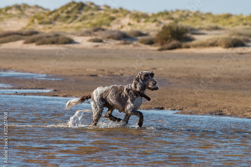 Cocker spaniel on beach