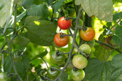 Tomaten in rot und grün am Strauch - Cherry Tomaten
